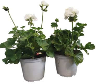 Set 2 Geranios Blancos - DECOALIVE - Geranios Flores Blancas - Pack 2 Unidades
