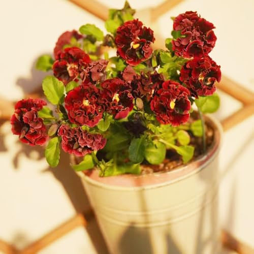 viola cornuta - acquistare semi ufficio estate balcone giardino 350pcs