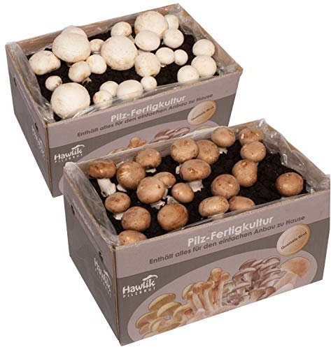 Hawlik Pilzbrut Champignon Pilzzuchtset Spar-Bundle XXL – 2 große Zuchtboxen für Steinchampignons und weiße Champignons – Pilze zuhause ohne Vorwissen oder Zubehör anbauen – etwa 6 kg Pilzernte!