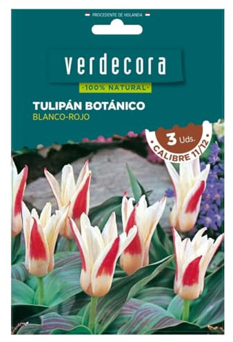 Verdecora Bulbos de Tulipán Botánico Blanco y Rojo (3 uds) | Tulipa | Floración en Primavera | Flores Coloridas y Elegantes | Ideal para Jardines y Macetas (PORTES INCLUIDOS)