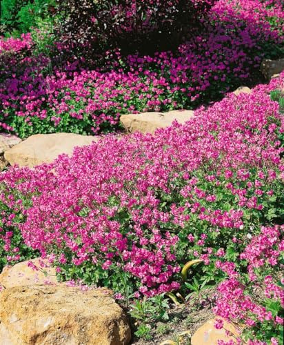 Geranium x cantabrigiense 'Cambridge' 9x9 cm Topf – Winterhart, Mehrjährig, Pflegeleicht – Storchschnabel – Bodendecker für Beet & Steingarten