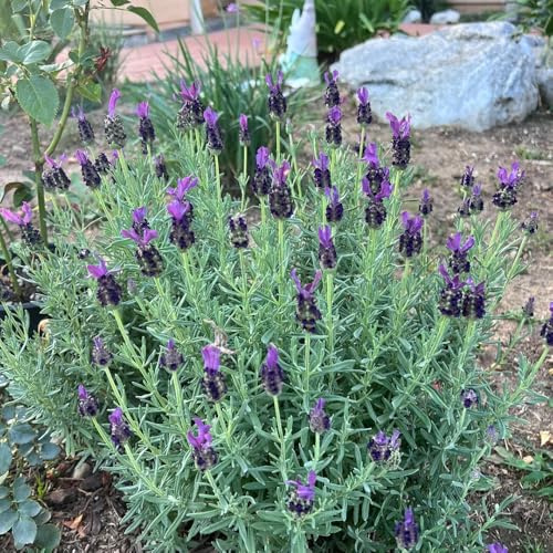 semi di lavanda resistenti, balcone, serre letto, aiuola rialzata 400pcs