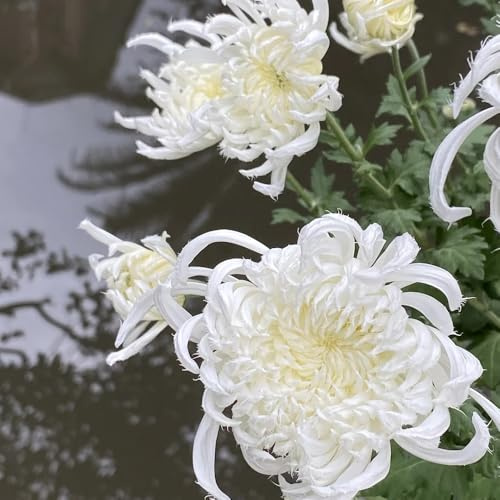 Semillas de crisantemo orgánicas cobertura del suelo jardín rocas raro cama elevada trepadoras interior resistentes en jardín balcón 150pcs