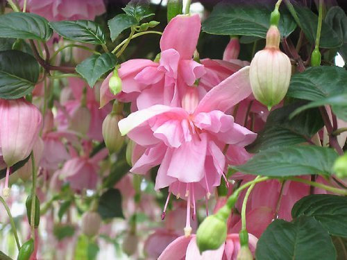 Pack x6 Trailing Fuchsia 'Pink Galore' Summer Garden Plug Plants