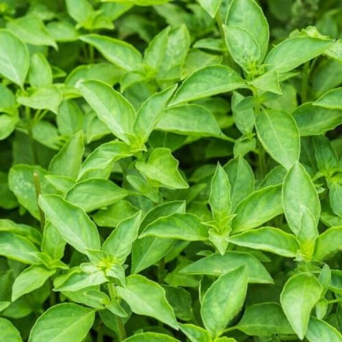 Basil, Italian Large Leaf, Heirloom, 100 Seeds, Great Fresh/Dried Herb