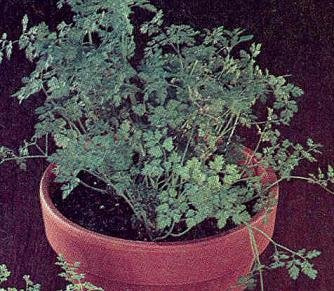 Chervil Plain Leaf Vertissimo Anthriscus cerefolium 2,000 Seeds