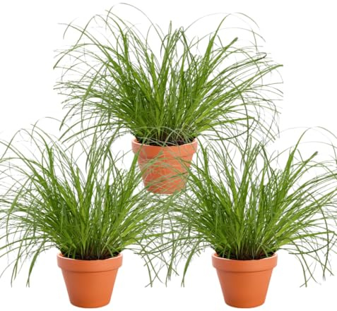 Set di 3 piante erba gatta, +/- 20 – 30 cm, vaso dal diametro 10 – 15 cm, 3x erba gatta per casa e ufficio, atossica e adatta agli animali, qualità dal professionista delle piante, spedizione rapida