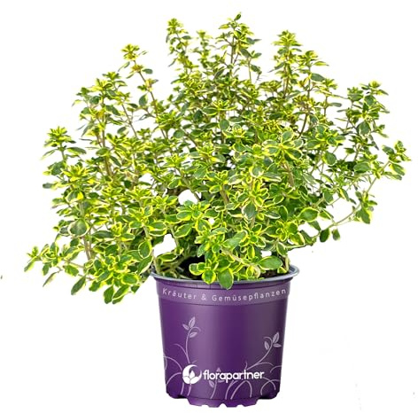 Zitronen Thymian Pflanze - Thymus citriodorus von florapartner - Frische Kräuter für Ihren Garten! 1stk.