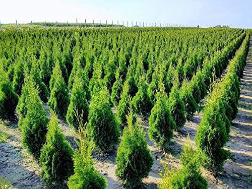Thuja Smartagd - Árbol de la vida perenne en maceta (50 unidades, 35-40 cm)