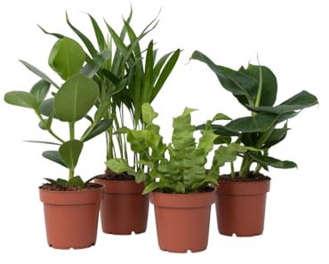 Plant in a Box - Miscela 'Quartetto Verde' - Areca, Asplenium, Clusia, Musa - Set di 4 - Piante da appartamento - Vaso 12cm - Altezza 25-40cm