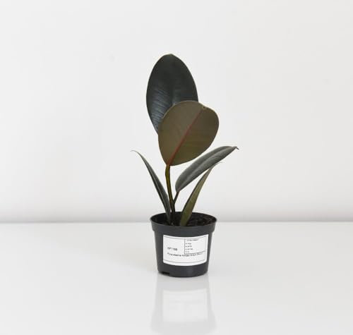 Ficus elastica 'Abidjan' - Striking Rubber Plant with Air-Purifying Qualities (Height 15cm) 8.5cm Pot x 2 by Thompson & Morgan