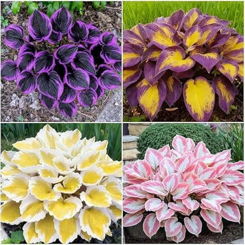 Hosta bulbi,Piante perenni,Hosta pianta vera,resistenti al freddo,Tagliare,Piantagione professionale(non artificiali)-10 bulbi-E