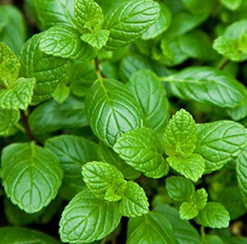 Organic Mint Herb Vegetable Seeds Mentha Viridis Variety (Spearmint) Approx. 1350 Seeds