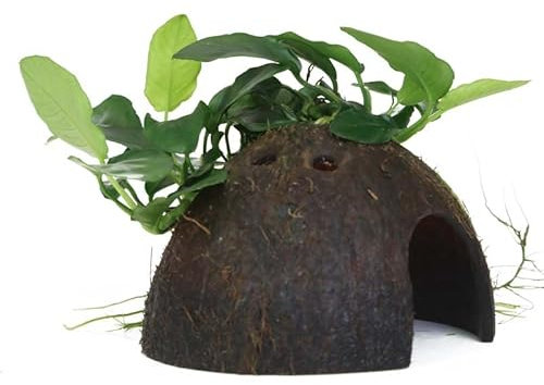 Aquarium Pflanze Anubias barteri var. nana Wasserpflanze auf Kokosnussschale Nr.510 YCS Aquariumpflanze Wurzelstock Rhizom