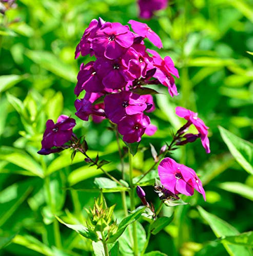 Hohe Flammenblume The King - Phlox Paniculata - lebende Gartenpflanze aus den Baumschulen