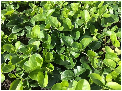 Stauden Gänge 10 x Vinca minor 'Grüner Teppich' Kleines Immergrün | Kleines Immergrün – winterharter, immergrüner Bodendecker für Sonne bis Schatten, mehrjährig, 9x9 cm Topf