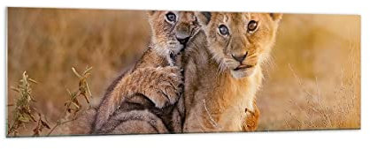 Panorama Bilder auf Glas 160x50cm Glasbild Löwe Natur Tier Groß XXL Wanddeko Bild im Glas Schlafzimmer Küche Wandbilder Dekoration Wohnzimmer Modern Wall Decor Wand Kunstdruck Art GAB160x50-3480