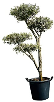 Tropictrees Olea Europea Pon-Pon olivier – Qualité A+ – Tour de tronc : 20 à 25 cm – Arbre méditerranéen pour jardin et terrasse – Vert persistant – Résistant au gel et facile d'entretien