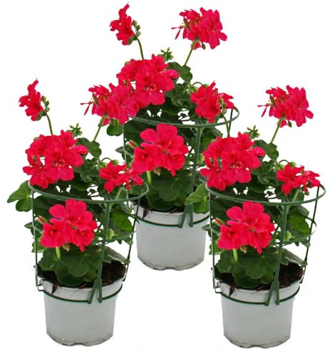 Géraniums suspendus - Pelargonium peltatum - pot 12cm - set de 3 plantes - rose