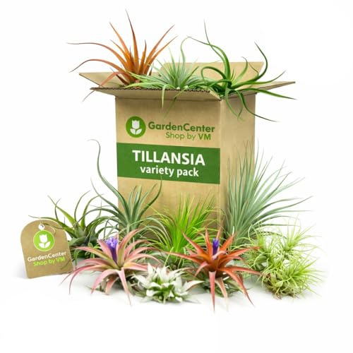 Garden Center Shop | Pack Tillandsias Naturales | Plantas Aéreas Sin Tierra | Set Variado Decorativo | Fácil Cuidado | Ideal Interior y Regalo (15)