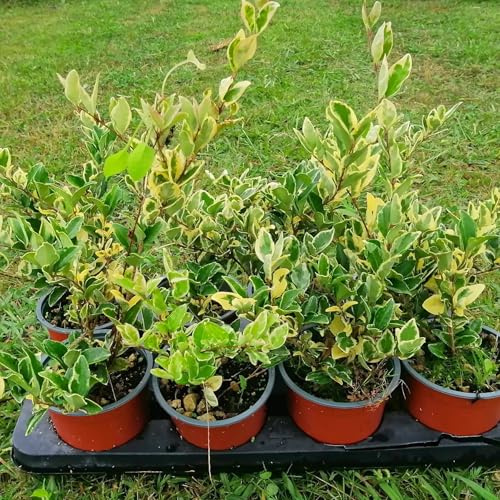 Ligustro texano variegato, 4 piante alte 20/30 cm, vaso 13