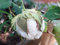 Semi Pianta Del Cotone