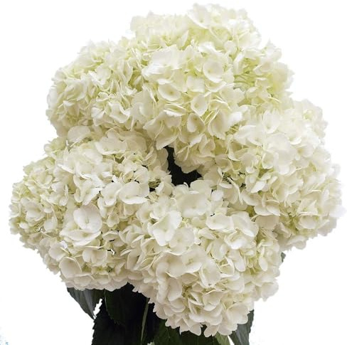 DECOALIVE - Ramo de Hortensia - Set 10 Flores Blancas - Bouquet de Flores Naturales Color Blanco