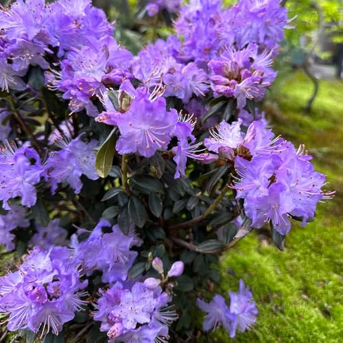 Semi di azalea, le da giardino roccioso sono resistenti di rododendro resistente, Le da giardino sono resistenti decorazione del giardino per esterno 80pcs