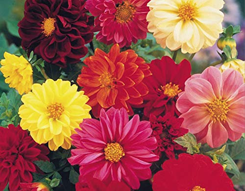 25 Dahlia Unwins Dwarf Mix Seeds - Perennial Seeds