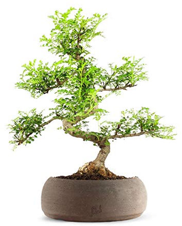 Pepe Bonsai Altezza 45 cm, Pianta Vera,Pianta da Interno, Vaso Artigianale di Terracotta, 20 x 45 cm - Marrone