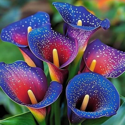 Calla bulbi,Piante perenni,Calla pianta vera,resistenti al freddo,Tagliare,Facile da curare(non artificiali)-4 bulbi-H