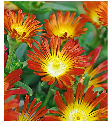 BALDUR Garten 3x Winterharte Eisblume Fire Wonder, Pflanzen im 9x9 cm-Topf | Delosperma congestum, Steingarten, winterharte Staude, trockenresistent, mehrjährig, blühend