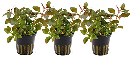 AquaOne Aquarium Pflanze 3 Stück Ludwigia repens 'Rubin' Stängelpflanze | voll durchwuchert, einfach pflegeleicht, Aquascaping Dekoration