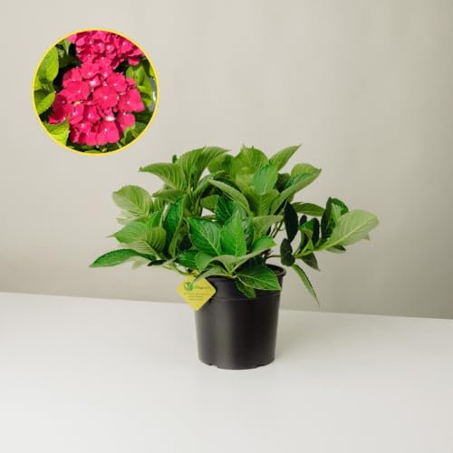 Plantì HYDRANGEA MACROPHYLLA (ROSSO-ROSA). Ortensia da giardino, vaso da 19 cm. Piante vere per esterno con fiori rosso-rosa vibranti e fogliame verde lussureggiante. 6 mesi di concimazione inclusi.