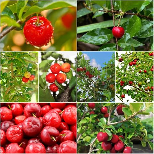 Acerola - obstbaum säulenobst baumsamen winterharte kübelpflanzen dekopflanzen balkonpflanzen bonsai topf Süsskirsche kirschbaum säulenobstbäume winterhart obstbäume 100samen