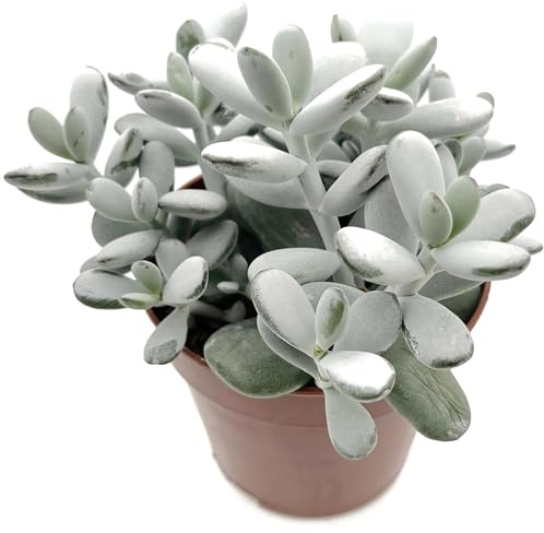 Fangblatt - Cotyledon orbiculata – silbrig-graue Sukkulente – pflegeleichte Zimmerpflanze – im Ø 12 cm Topf
