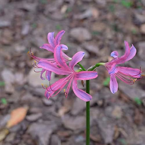 bulbi giglio ragno - Lycoris Radiata giardino balcone decorazione giardino balcone 21pcs