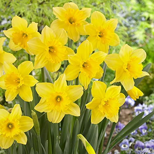 Daffodil, Bulbs (5 Pack), Fortune, Yellow Perennial Daffodil Bulbs, Yellow Flowers