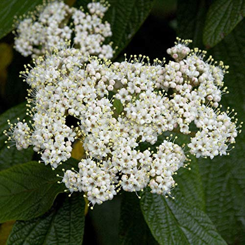Immergrüner Zungen Schneeball 60-80cm - Viburnum rhytidophyllum - lebende Gartenpflanze aus den Baumschulen