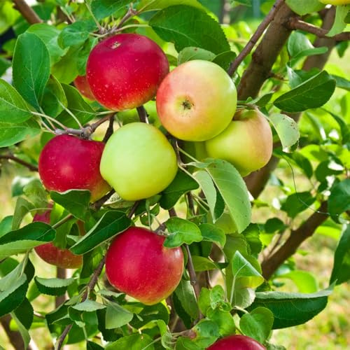 GURNEY'S - Double Delicious 2-in-1 Apple Dormant Bare Root Starter Fruit Tree - 2 varieites on one Tree! - Due to State restrictions Can't Ship to Montana