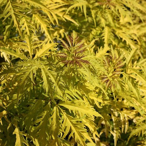 Sambucus 'Sutherland Gold' - Lebendiger Goldblatt-Holunder - Ideal für leuchtende Farben in schattigen Bereichen.