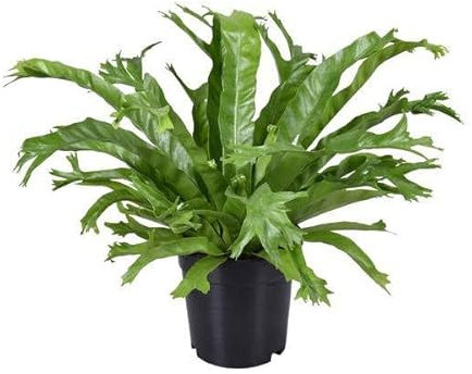 Nestfarn – Asplenium Nidus Crissie – Zimmerpflanze – Ø17cm – ca. 40cm hoch – pflegeleichter Farn für Zuhause & Büro – luftreinigende Grünpflanze