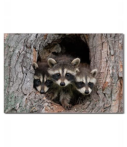 banjado Glas Magnettafel (90 x 60cm) - Magnetwand Glas - Magnetpinnwand als Memoboard - Pinnwand Magnettafel Küche, Büro, Kinderzimmer - Drei Waschbären