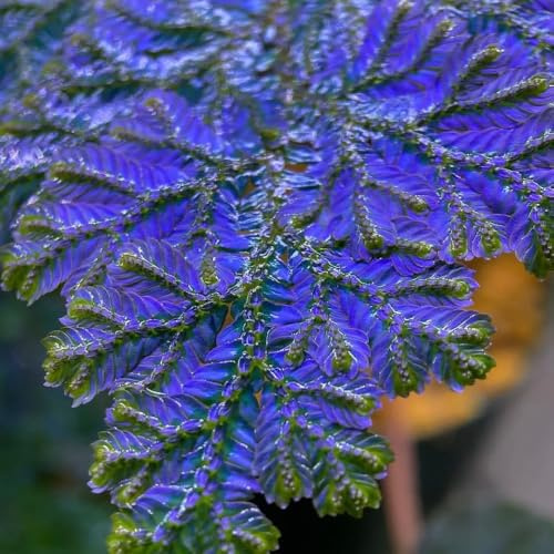 rose von jericho kaufen - zimmerpflanzen garten exotische winterhart für draußen dekoration 9zwiebeln
