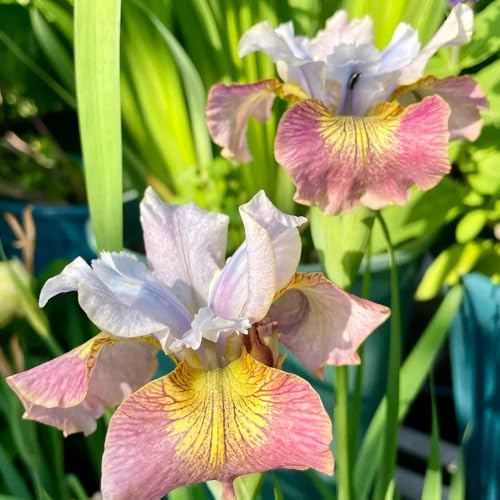 Bulbi di iris - esotico bulbi di serre da balcone resistenti iris, da giardino decorazioni giardino per esterni resistenti per giardini rocciosi 4pcs