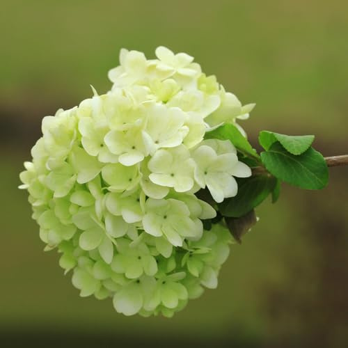 semi di ortensia, giardino estivi roccioso rupestri biologici vecchie varietàprimaverile selvatici 10pcs