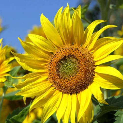 250 Sonnenblumen-Samen, niedrig wachsende Topf-Sonnenblume bis 40cm, klassisch kleine gelbe Blüten der Sorte Sunstar, geeignet für Balkon und Topf, kleine Sonnenblumenpflanzen