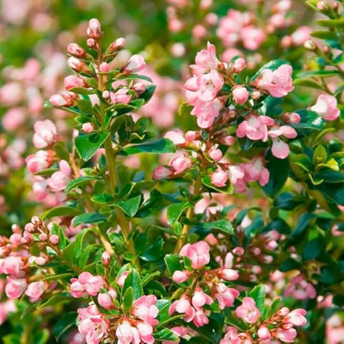Carbeth Plants Escallonia 'Apple Blossom' in 9cm Pot (2 Plants)