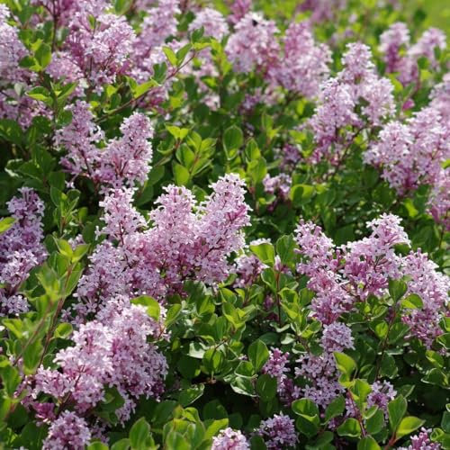 Zwerg-Duftflieder Palibin 2L - Kann in Hecken- oder Kugelform geschnitten werden