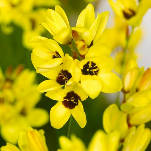 Carbeth Plants - 60 x Ixia Yellow Emperor Spring Bulbs - African Corn Lily Herbaceous Perennial Flower Corms - Garden Bulbs for Planting Outdoors - Grow in Beds, Borders and Patio Pots